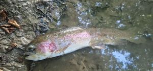 Rainbow Trout