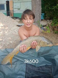 Common Carp