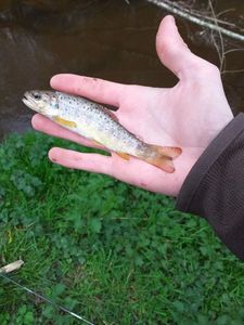 Brown Trout