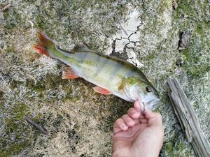 European Perch