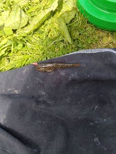 Common Goby