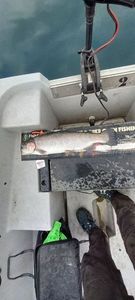 Rainbow Trout