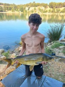 Common Carp