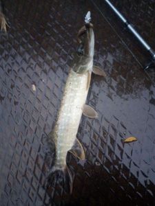 Northern Pike