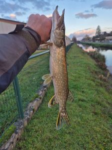 Northern Pike