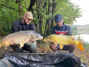 Common Carp