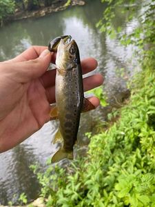 Brown Trout