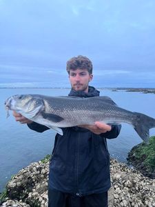 European Bass (Seabass)