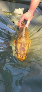 Common Carp