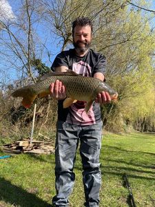 Common Carp