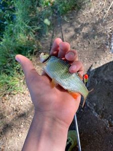 Roach