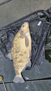 Common Bream