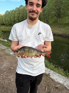 Yellow Perch