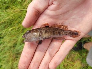 Round Goby