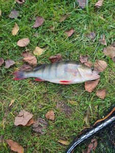 European Perch