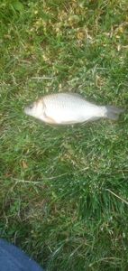 Crucian Carp