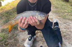 Mirror Carp