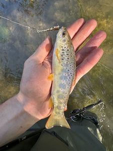 Brown Trout