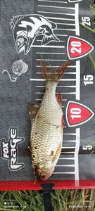 Roach