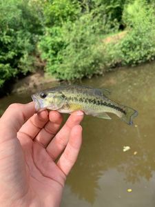 Smallmouth Bass