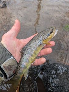 Brown Trout
