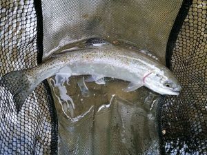 Rainbow Trout