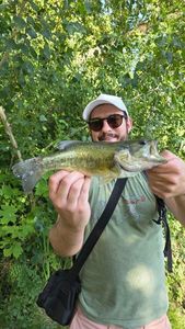 Largemouth Bass