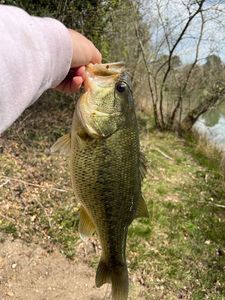 Largemouth Bass