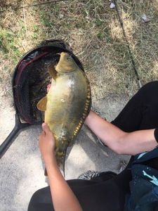 Mirror Carp