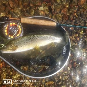 Brown Trout