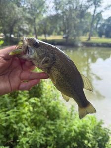 Largemouth Bass