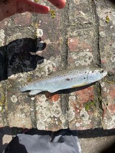 Sea Trout