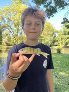 European Perch