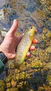 Brown Trout