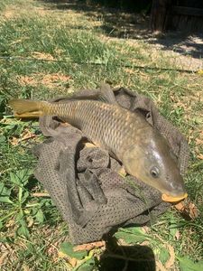 Common Carp