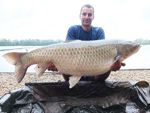 Grass Carp