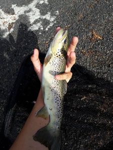 Brown Trout