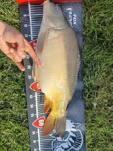 Mirror Carp
