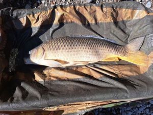Common Carp
