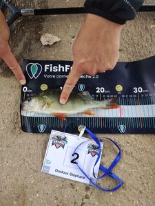 European Perch