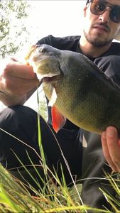 European Perch