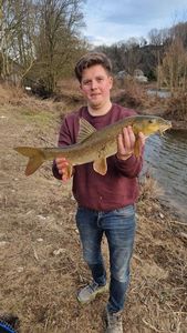 Barbel