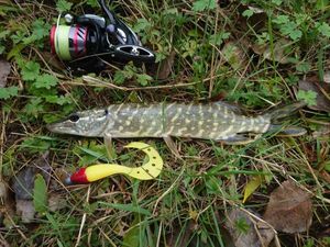 Northern Pike