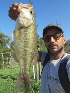 Largemouth Bass