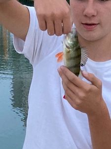European Perch