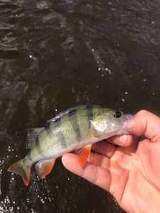 European Perch