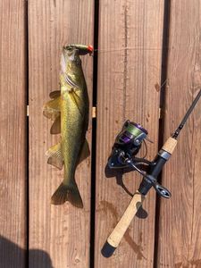 Walleye