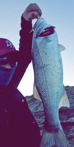 European Bass (Seabass)