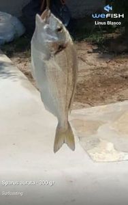 Gilthead Seabream