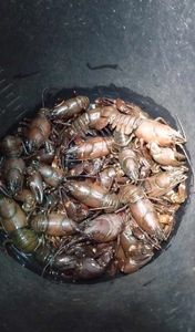Spinycheek Crayfish